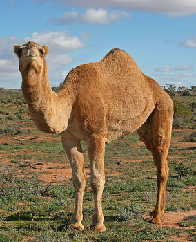 640px-07._Camel_Profile,_near_Silverton,_NSW,_07.07.2007.jpg